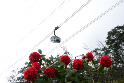 THE HUNDRED-YEAR-OLD AZALEAS BLOOMED AT THE TOP OF MOUNT FANSIPAN