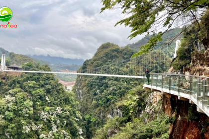 Cầu kính đi bộ dài nhất thế giới tại cao nguyên Mộc Châu sẽ hoạt động vào dịp lễ 30/4