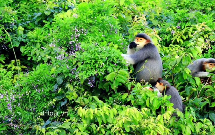Son Tra Peninsula, danang daily tour